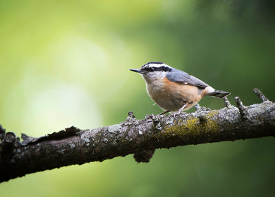 15/5 WHITE BREAST NUTHATCH