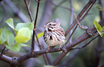 15/5 SONG SPARROW