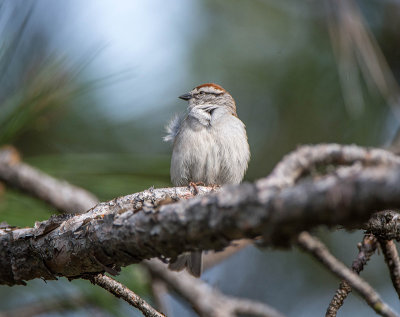 15/5 CHIPPING SPARROW
