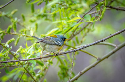 16/5 YELLOW THROATED BLUE WARBLER