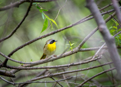 16/5 COMMON YELLOWTHROAT WARBLER