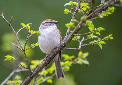 16/5 CHIPPING SPARROW