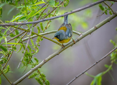 16/5 Yellow Throated Blue Warbler