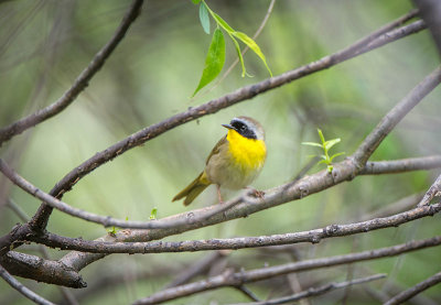 16/5 COMMON YELLOWTHROAT WARBLER