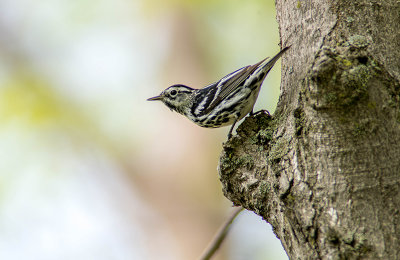 13/5 BLACK AND WHITE WARBLER