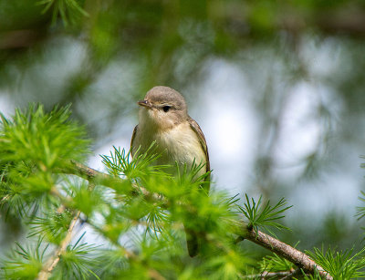 17/5 warbling Vireo