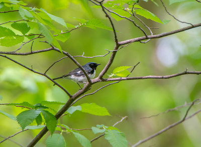 17/5 BLACK THROATED BLUE WARBLER