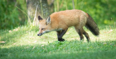 Fox family in Jardin Botanique. 2015