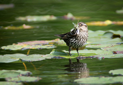 30/05 REDWINGED BLACKBIRD