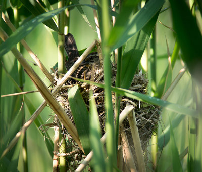 30/05 Red Winged Blackbird Birdnet