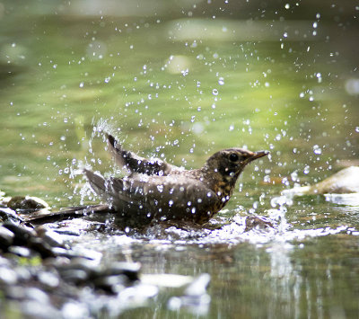 02/08 Robin in Bath