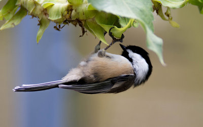 06/09 BLACK CAPPED CHICKADEE