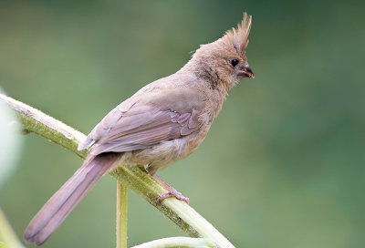 06/09 Northern Cardinal Female