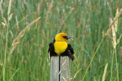 Yellow Headed BlackBird 
