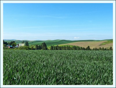 Wheat field scene