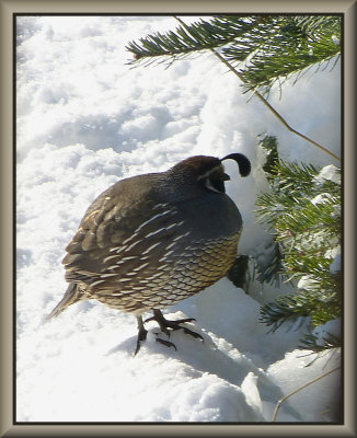 Shots of quail