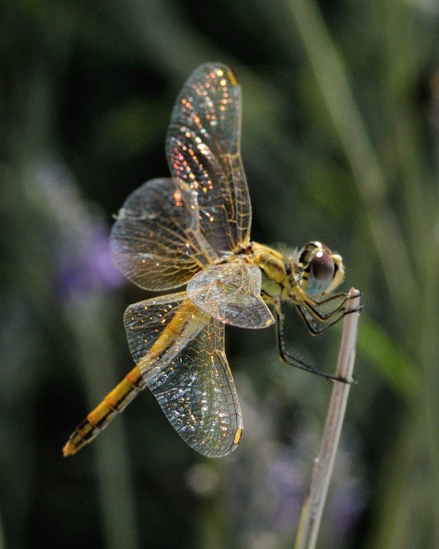 Provence_2015-07-27_142.jpg