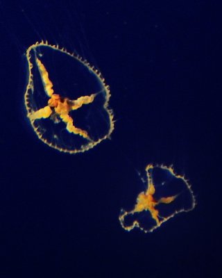 MRY Aquarium_20130518_019.jpg