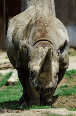 Black Rhinocerous