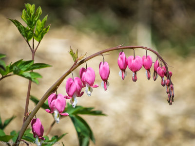 Bleeding Hearts