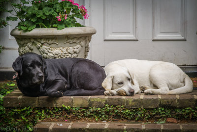 Charleston Sony-33.jpg