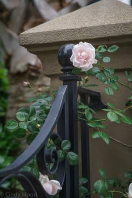 Charleston Sony-44.jpg