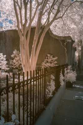 Charleston IR-13.jpg