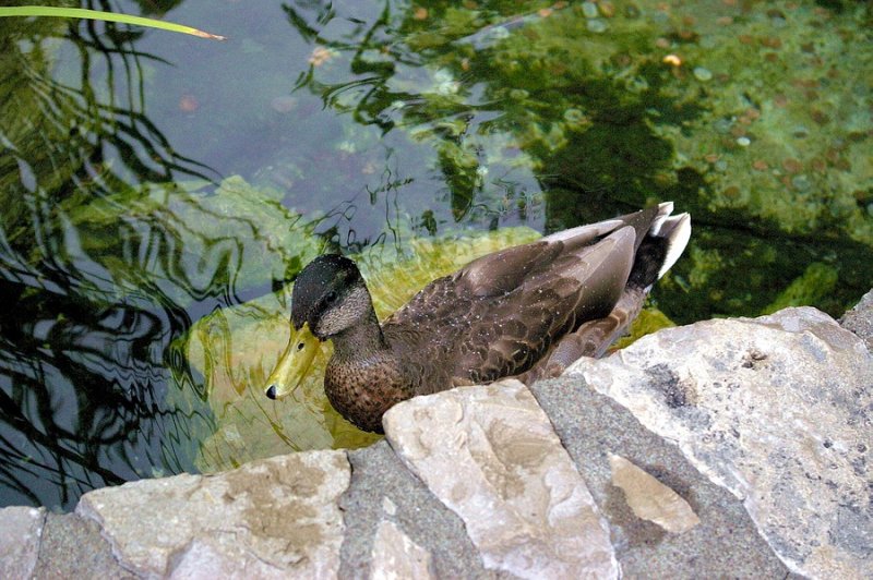9706duck.JPG