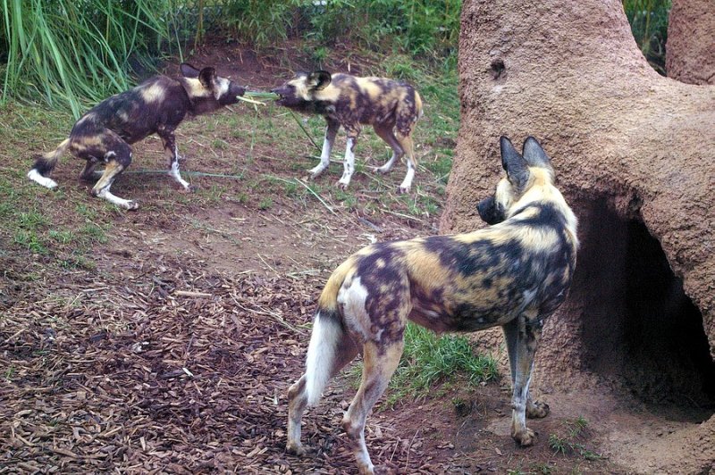 9758africanpainteddogs.JPG