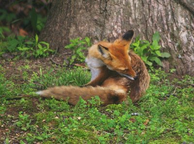 Missouri Red Foxes 052613
