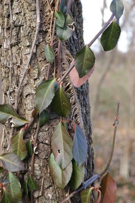 Missouri January Thaw and Pentax ist d test