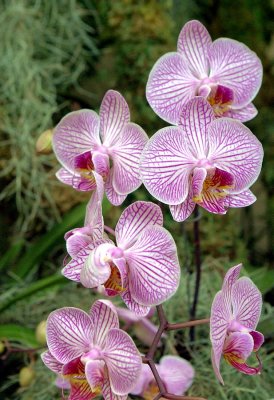 Orchid Show 032015