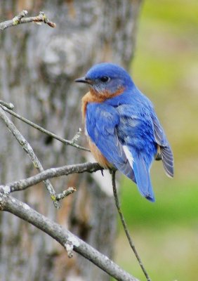 Bluebirds Guarding the Nest