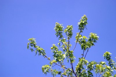 pentaxfa9847.JPG