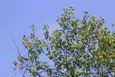 spiratone9882.JPG