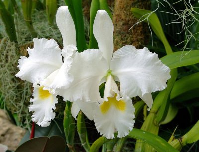 Orchid Show Missouri Botanical Garden 020517