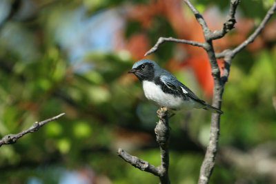black-throated blue_warbler