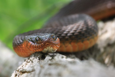 Red-bellied Water snake .IMG_4001_2.jpg
