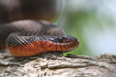 red-bellied_water_snake