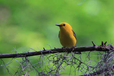 IMG_3588_2.jpg