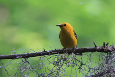 IMG_3587_2.jpg @
