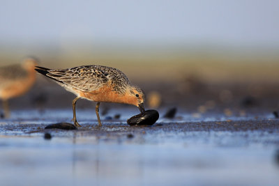 red_knot