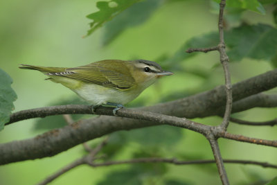 red-eyed_vireo