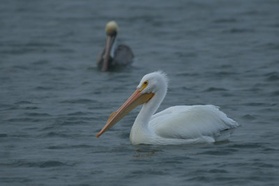 white_pelican