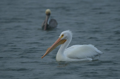 pelicans