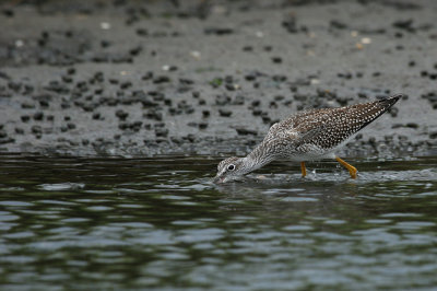 yellowlegs