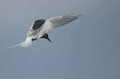 forsters_terns_
