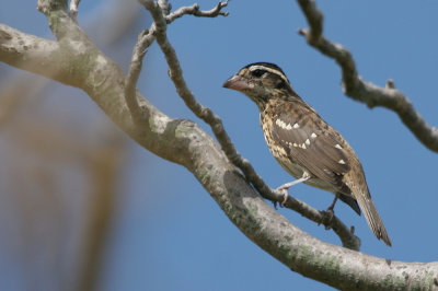 Rose-breasted Grosbeak - IMG_4702_2.jpg