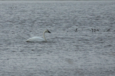  Tundra Swan - IMG_6008_2.jpg