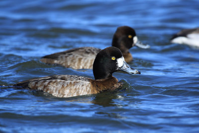 scaup